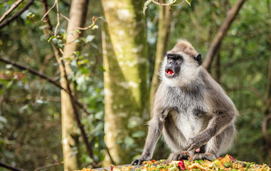 Hanuman Langur