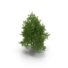 Fototapeta na wymiar Poplar tree isolated on white. 3D illustration