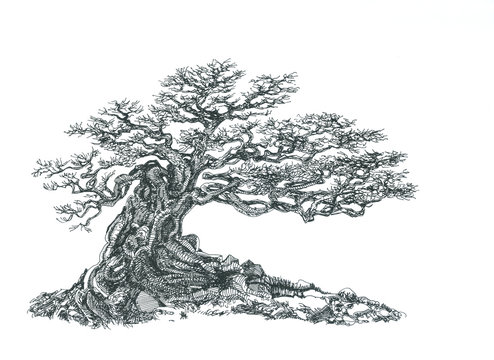 Bonsai with branches without leaves.Ink drawing.