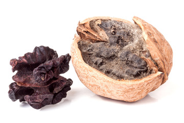 two spoiled walnuts with mold isolated on white background closeup
