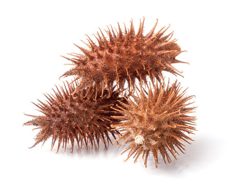 Xanthium Images – Browse 414 Stock Photos, Vectors, and Video | Adobe Stock