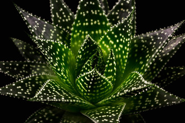 Gasteria apollo