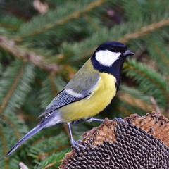 Fototapeta premium great tit and birdwatching in winter