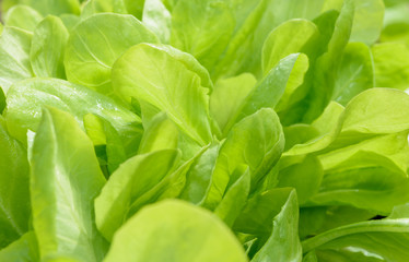 Green leaves background