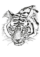 tiger