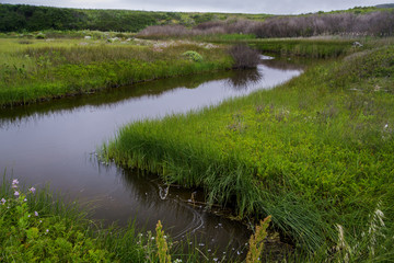 Obraz premium stream river path through meadow