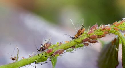 Rubbing closeup, pest, insect rose to escape