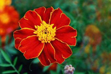 marigolds - his name was in honor of the grandson of the God Jupiter — Tagesa