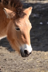 Fototapeta premium モウコノウマ