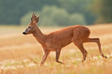 european roe deer, capreolus capreolus