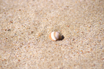 Muschel im Sand