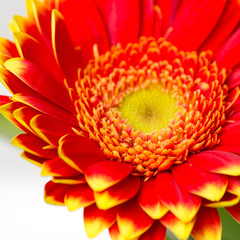 Rote Gerbera - Nahaufnahme