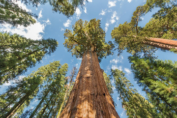 World's Largest Redwood Trees in Sequoia National Park, California USA - obrazy, fototapety, plakaty