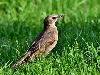 Starling (Sturnus vulgaris) searching for earthworms on green grass in a garden