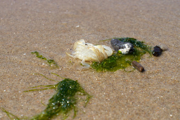 Treibgut am Strand