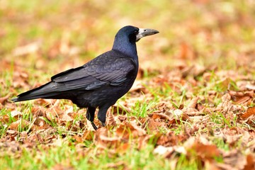 Black rook on brown autumn leaves