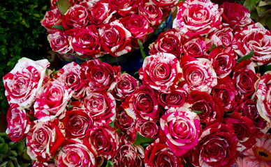 Harlequin Roses