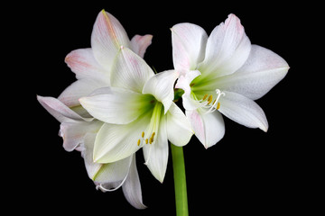 Obraz na płótnie Canvas White amaryllis