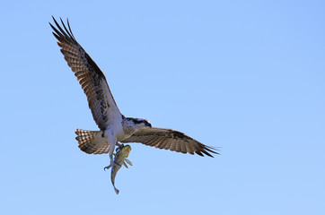 Obraz premium Osprey 