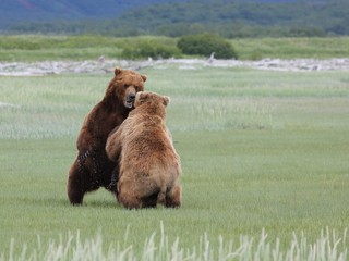 Angry grizzly bear fighting