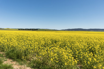 View across Canola field New South Wales Australia.