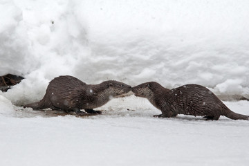 eurasian otter, lutra lutra, czech republic