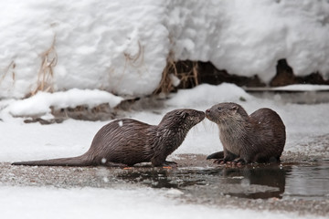 eurasian otter, lutra lutra, czech republic