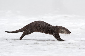 Fototapeta premium eurasian otter, lutra lutra, czech republic