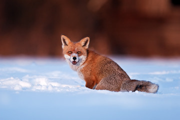 red fox, vulpes vulpes
