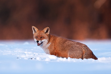 red fox, vulpes vulpes