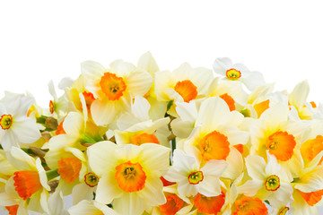 Fresh spring Light and dark yellow daffodils border isolated on white background