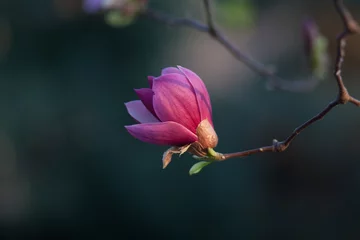 Foto op Plexiglas magnolia  © mijun
