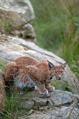 eurasian lynx, lynx lynx