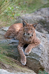 eurasian lynx, lynx lynx