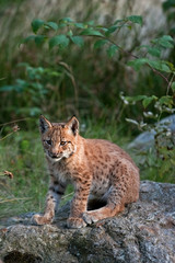 eurasian lynx, lynx lynx
