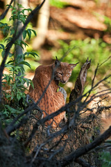 eurasian lynx, lynx lynx