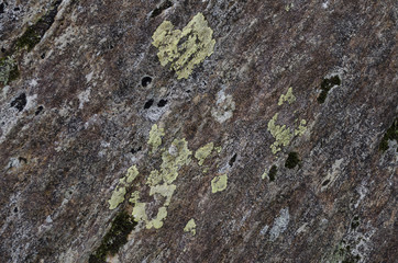 Detailed view of colourful rock with lichen growth