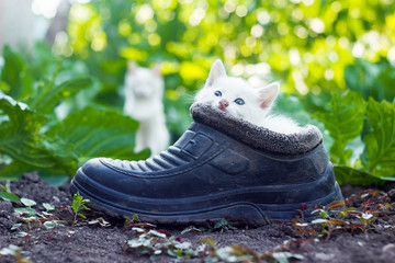 Kitten hiding in old boot