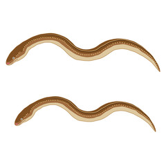 Fototapeta premium アナゴ