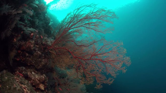 Colorful coral reef with healthy corals and plenty fish. 4k footage
