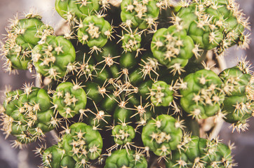 cactus in pot on wall decoration home