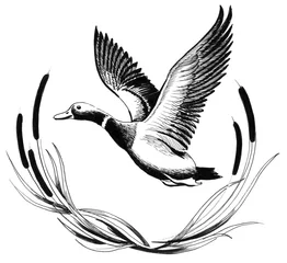 Fotobehang Flying Duck © berdsigns