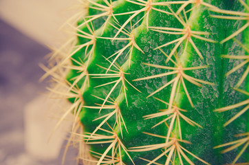 cactus in pot on wall decoration home