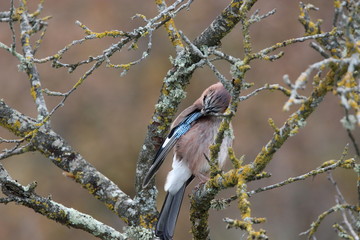  Geai des chênes (Garrulus glandarius) 