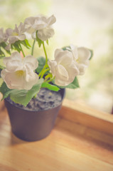 Flowers pots decoration on wooden table