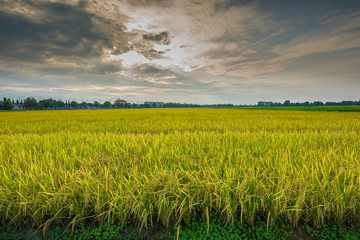 Rice field at sunset time