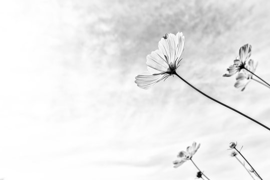 Fototapeta Black and white fine art of the cosmos flower