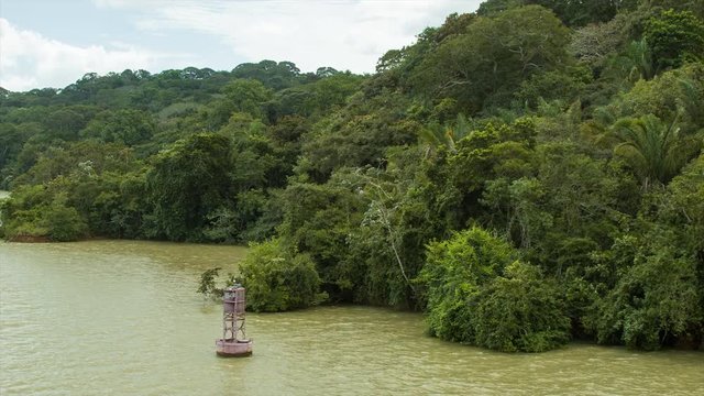 Lush Green Nature on the Banks of the Panama Canal with Trees and Foliage while Sailing Through the Muddy Water of Gatun Lake