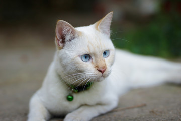 portrait of young white cat
