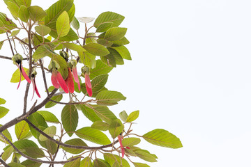 Dipterocarpus alatus tree